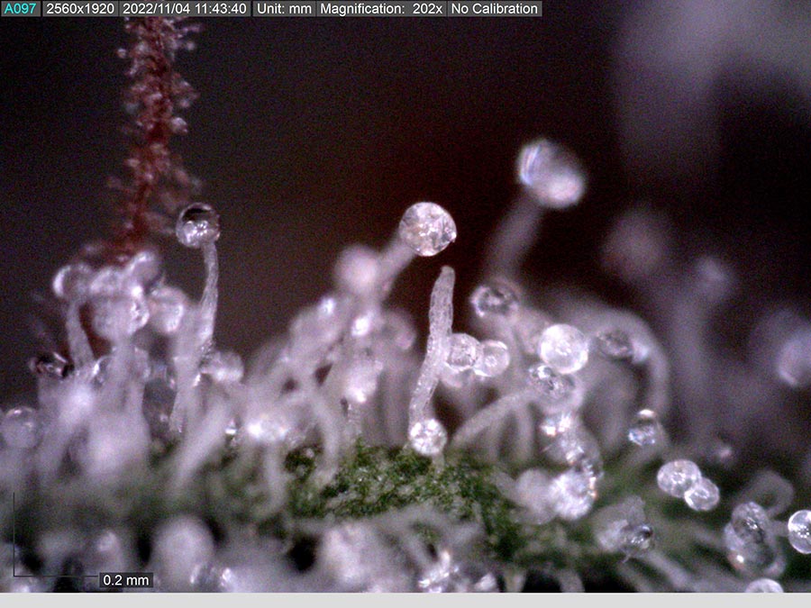 about-trichomes